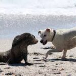 Animal Bites in Wildlife Encounters