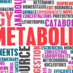 How Metabolism Affects Your Daily Energy Levels