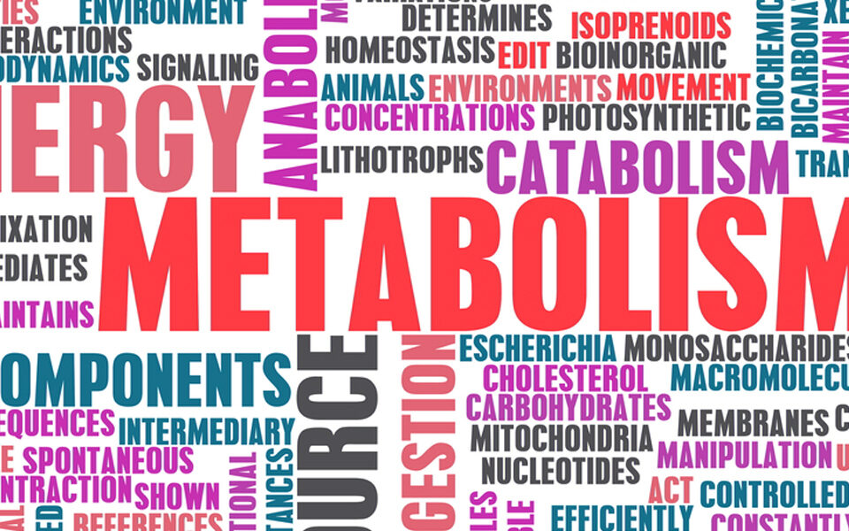 How Metabolism Affects Your Daily Energy Levels