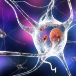 The Role of Stem Cells in Regenerative Medicine