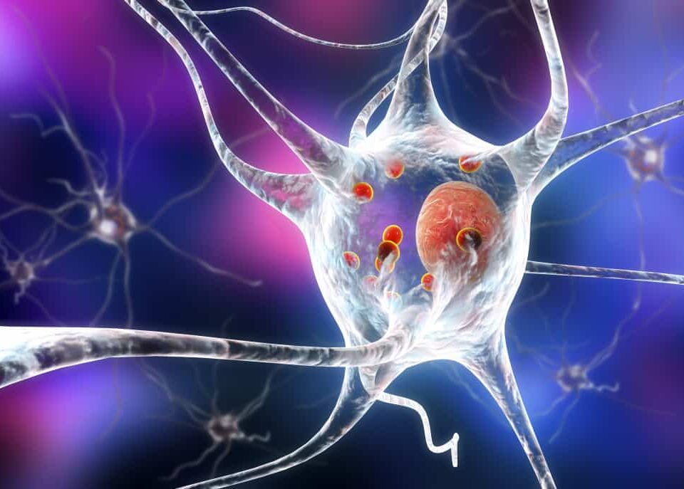 The Role of Stem Cells in Regenerative Medicine