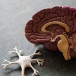 Understanding How Semaglutide Works