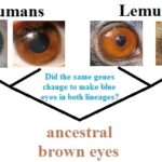 Who Should Visit an Iridologist?
